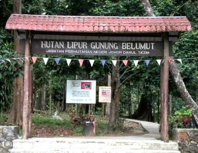 image_lumut1